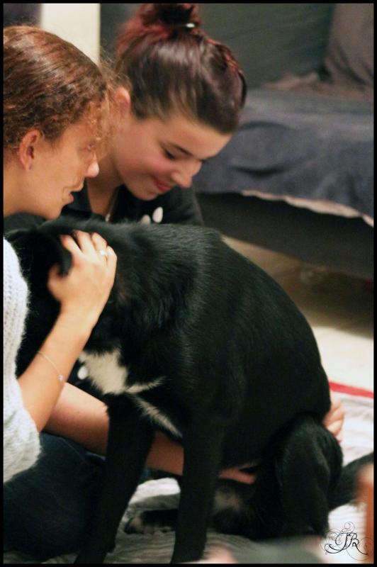 osthéopathie pour chien