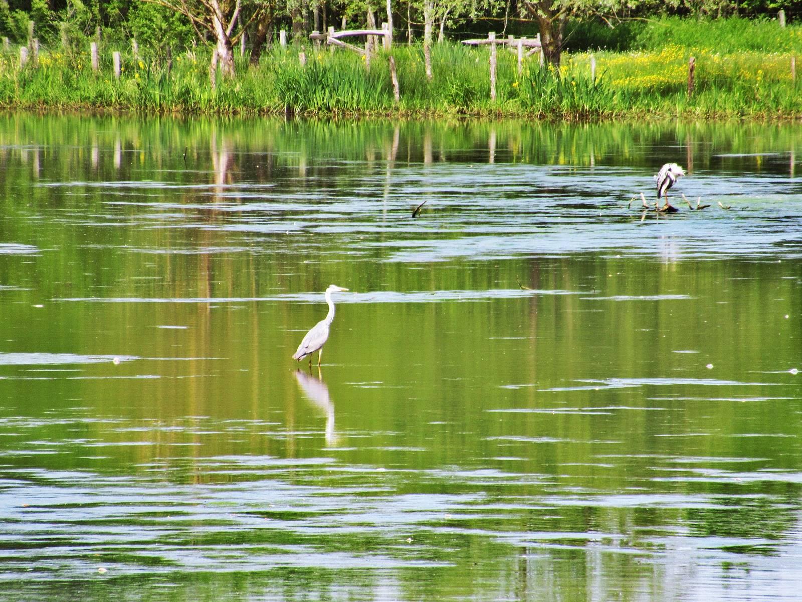 Baludik saffre loire atlantique5