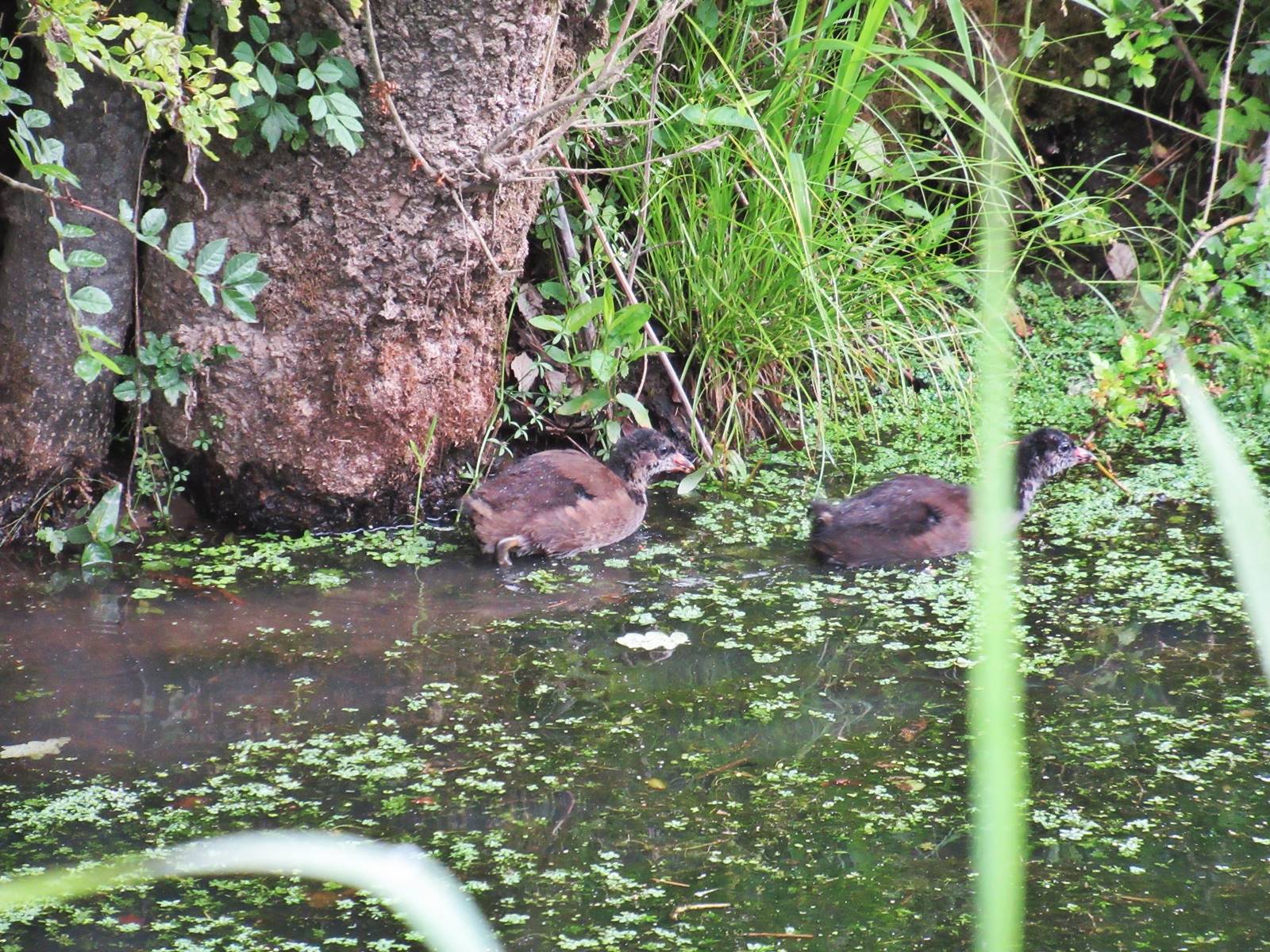 Ecluse tindiere nort sur erdre 13