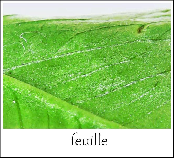 Feuille