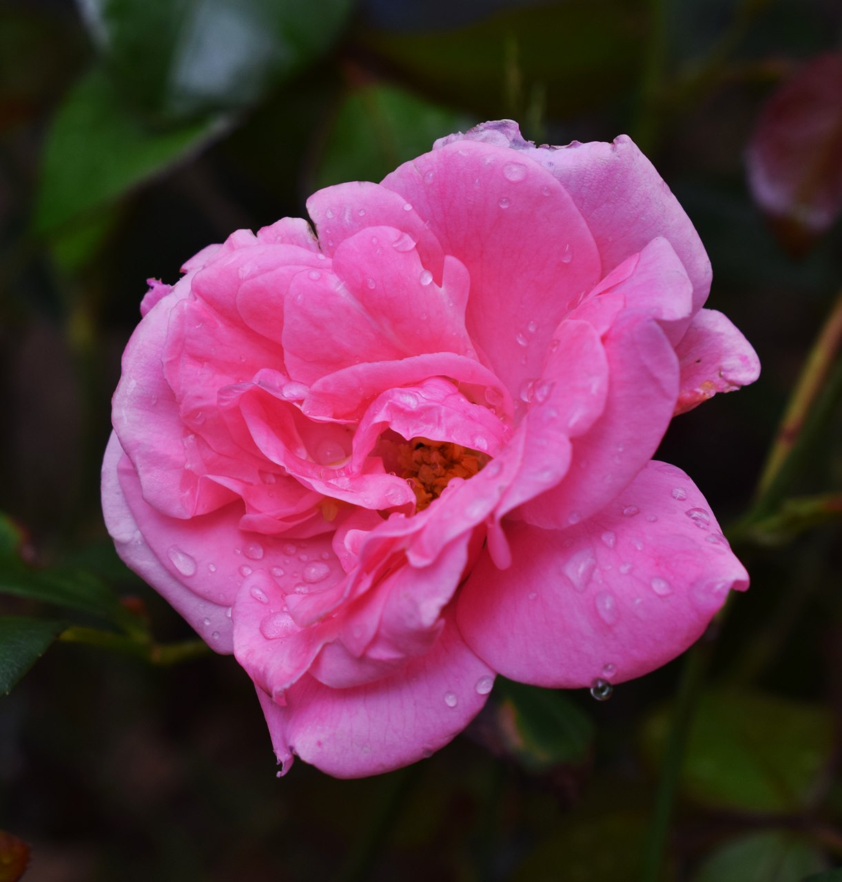 Fleur pluie 3