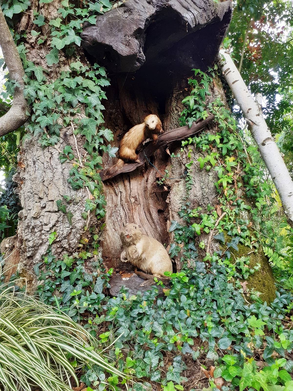 Maison blanche neige suce sur erdre20190807 142819