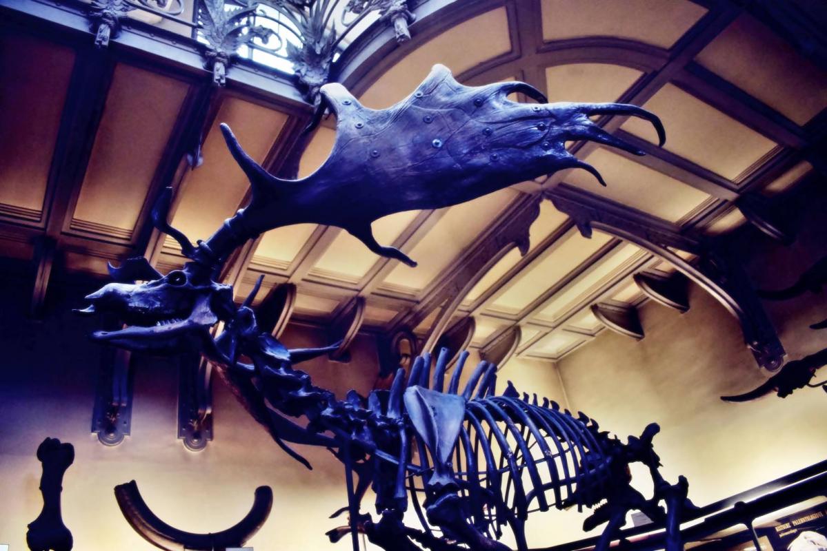 Museum d histoire naturelle paris 20