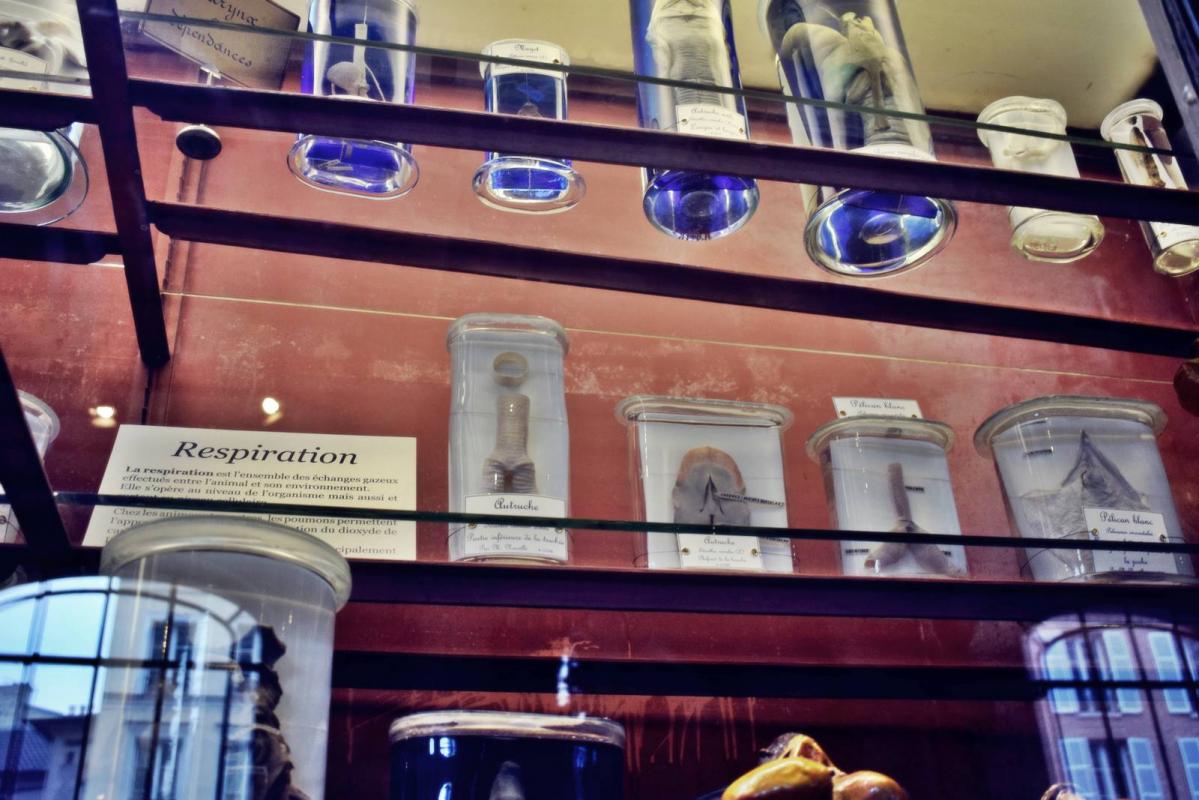 Museum d histoire naturelle paris 6