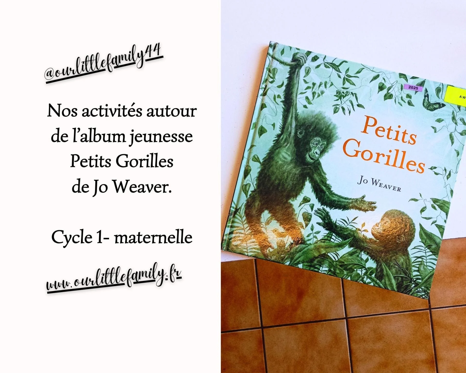 Nos activites autour de l album jeunesse petits gorilles de jo weaver cycle 1 maternelle