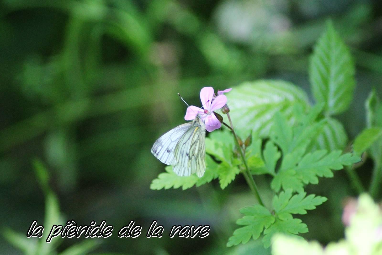 Qu est ce que la nature a changer en moi 9