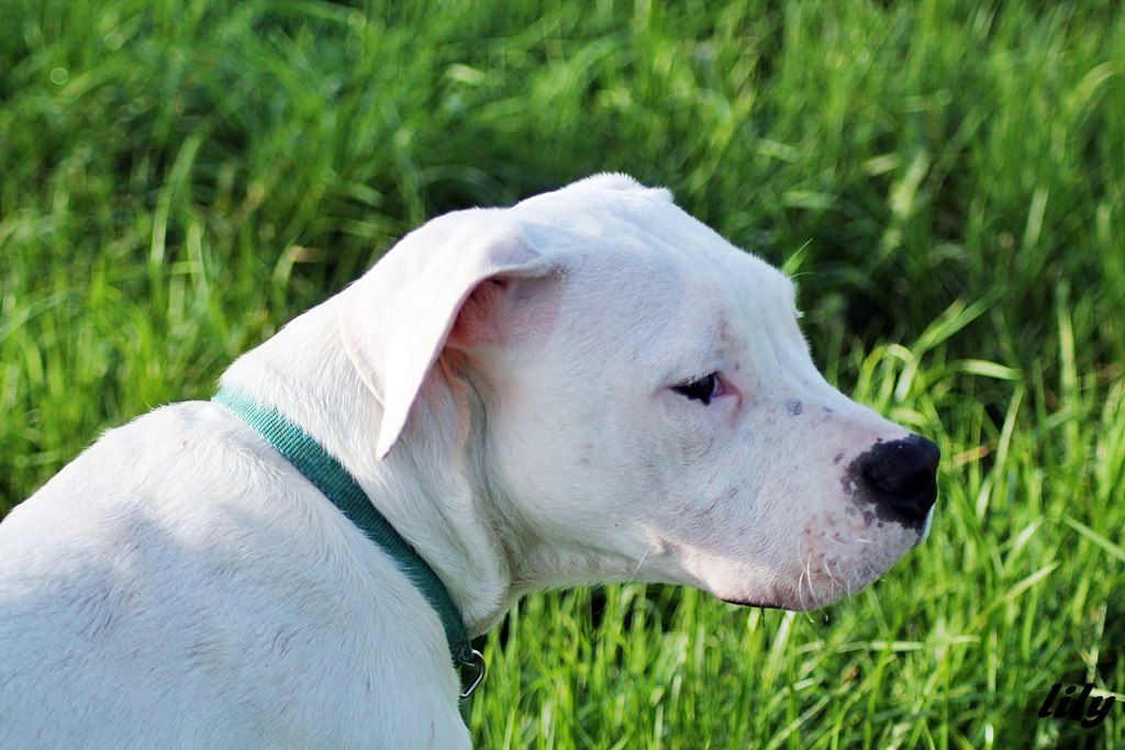 Utlra premium direct 6