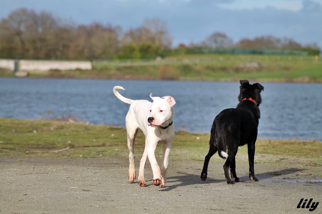 Utlra premium direct 9